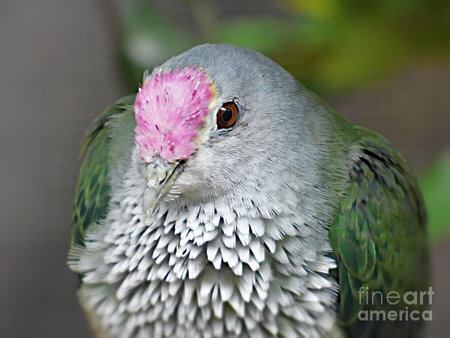 Rose Crowned Fruit Dove #6 Photograph by Trudee Hunter | Fine Art America