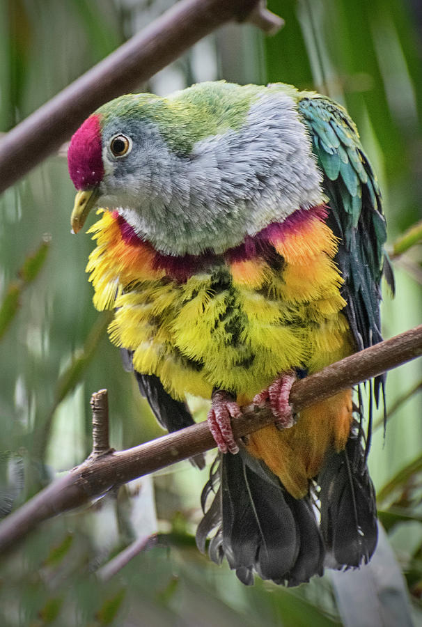 Rose-crowned Fruit Dove Photograph by Lawrence Golla