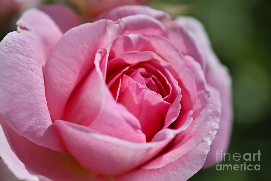 Rose Dazzling In Pink Photograph by Joy Watson