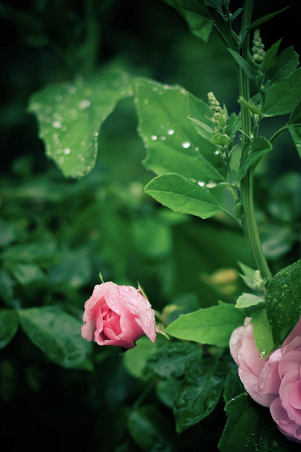 Rose Dream Photograph by Esmalale
