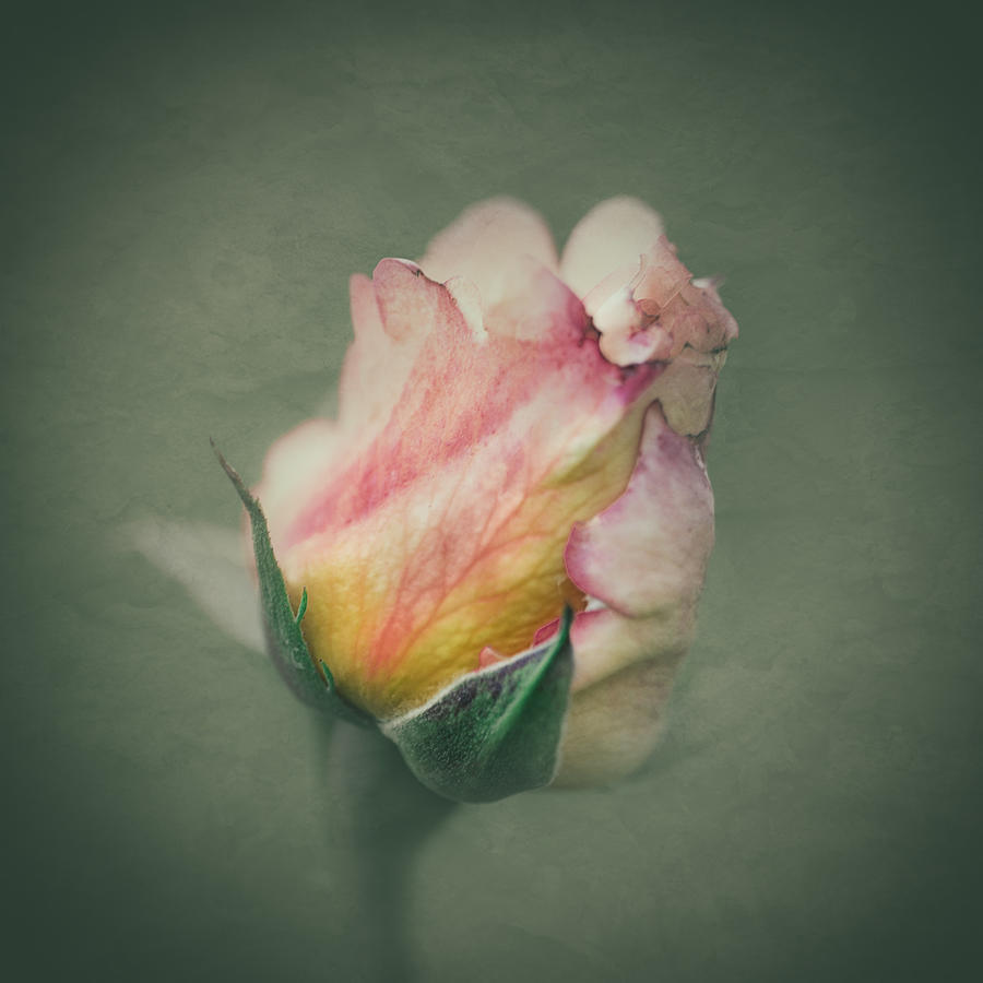 Rose... Photograph by Federica Garelli