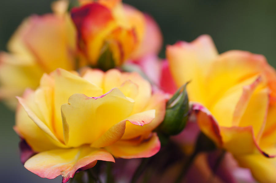 Rose Flower Bonanza Photograph by Schnuddel