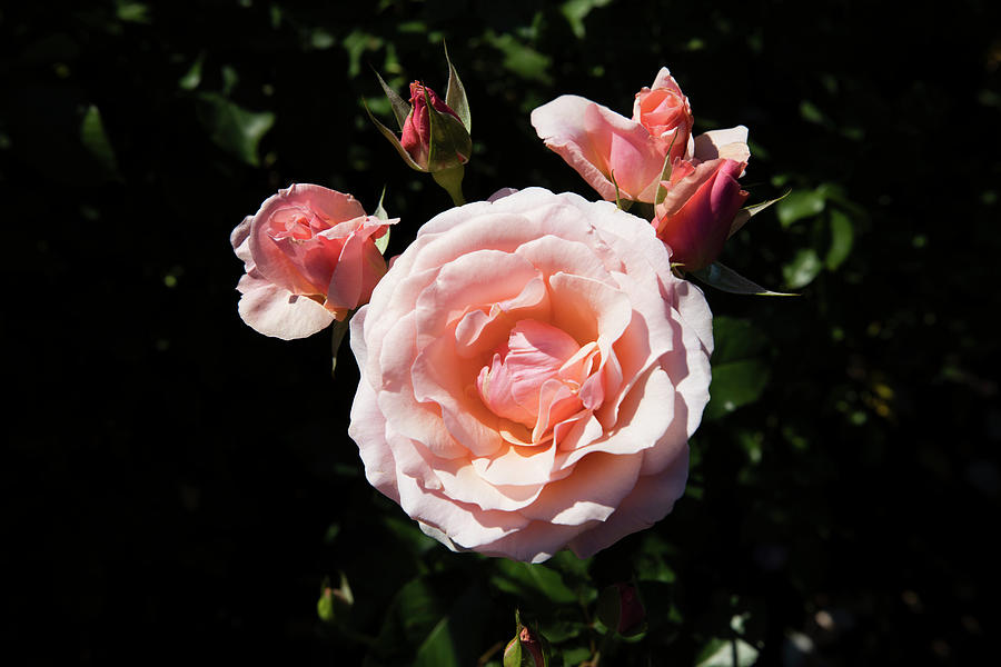 Portland Photograph - Rose Flowers In A Rose Garden by Panoramic Images