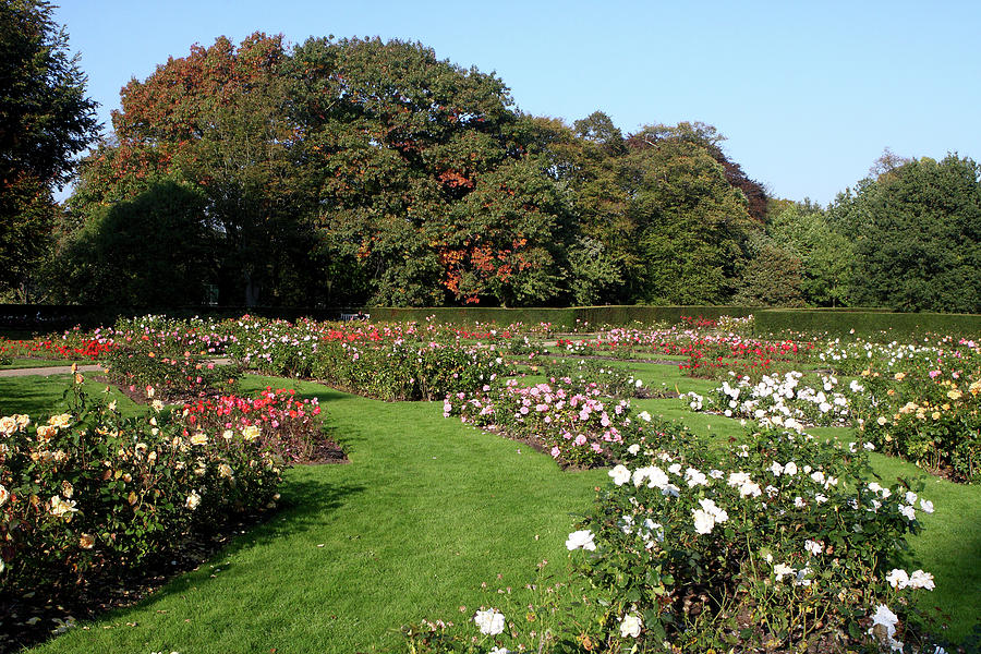 Rose Garden At Greenwich Park Photograph by Aidan Moran