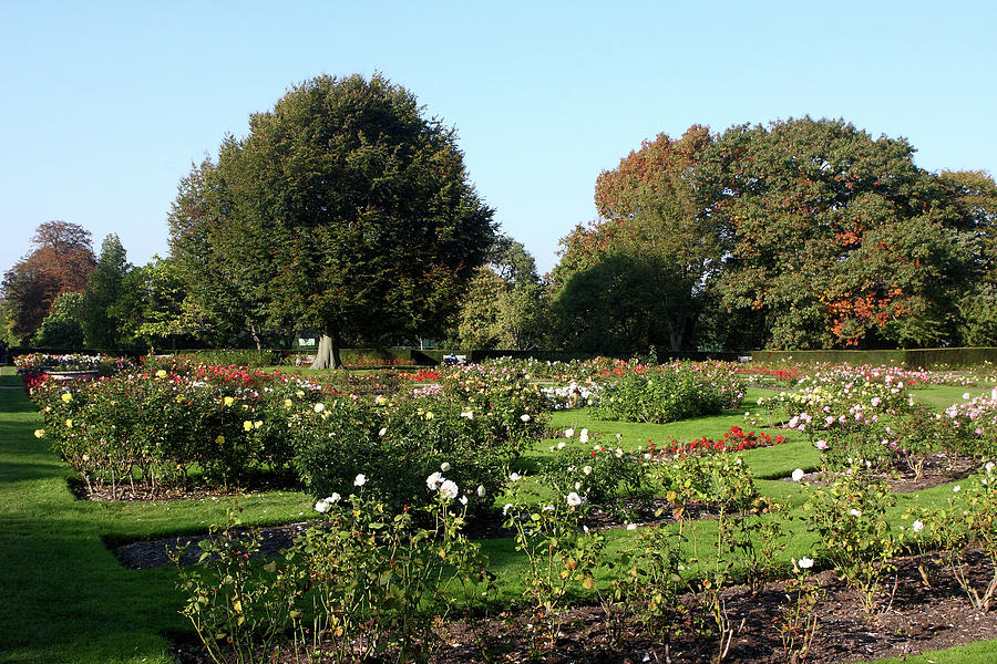 Rose Garden At Greenwich Park, London Photograph