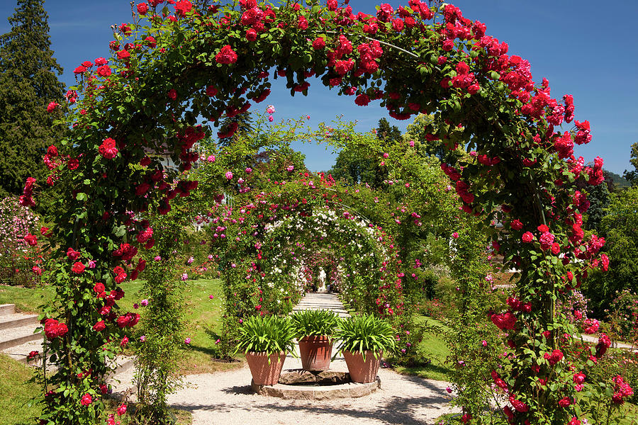 Rose Garden, Beutig Hill, Germany Digital Art by Manfred Mehlig