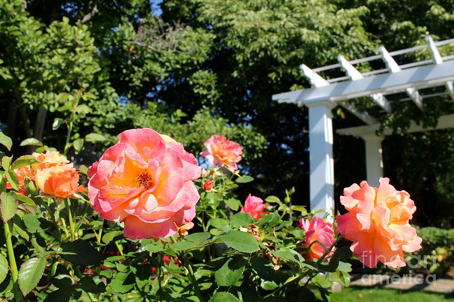 Flower Photograph - Rose Garden II by Denise Irving