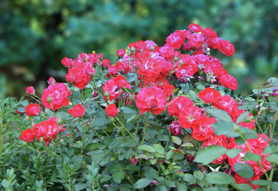 Rose Garden In Washington Park Photograph By Art Spectrum