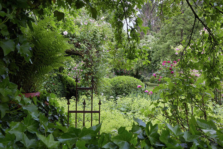 Rose Garden Near Rehna, Mecklenburg Western Pomerania, Germany ...