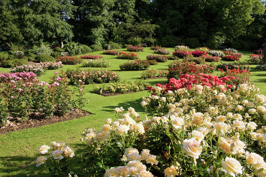 Rose Garden Photograph by Nigelcarse