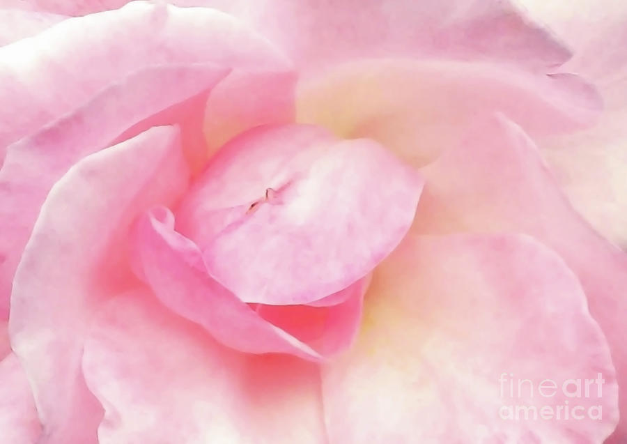Rose Gentle Photograph by Jasna Dragun