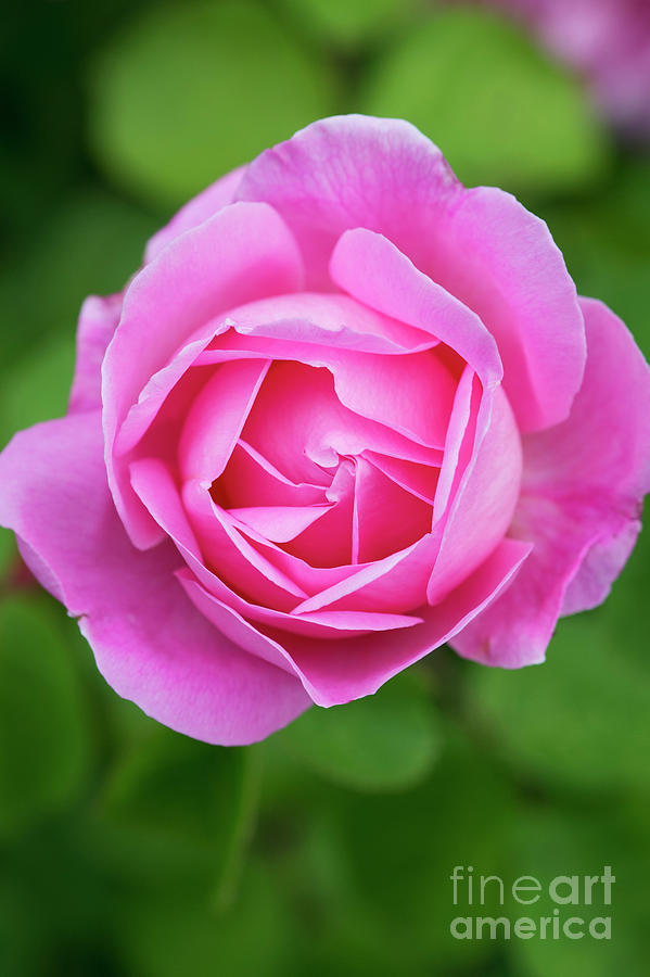 Rose Gertrude Jekyll Flower  Photograph by Tim Gainey