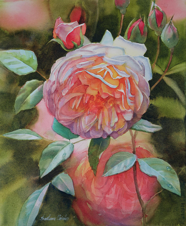 Flower Painting - Rose Grace by Svetlana Orinko