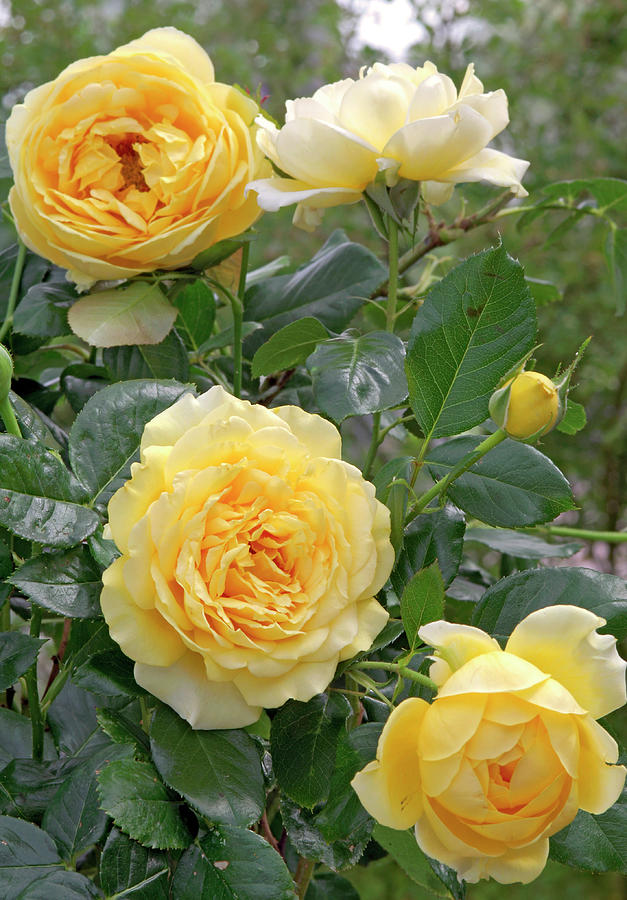 Rose graham Thomas, Often Flowering, Good Tea Rose Fragrance Photograph by Friedrich Strauss