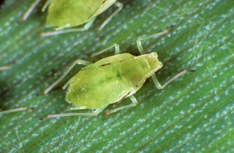 Rose-grain Aphid Photograph by Nigel Cattlin
