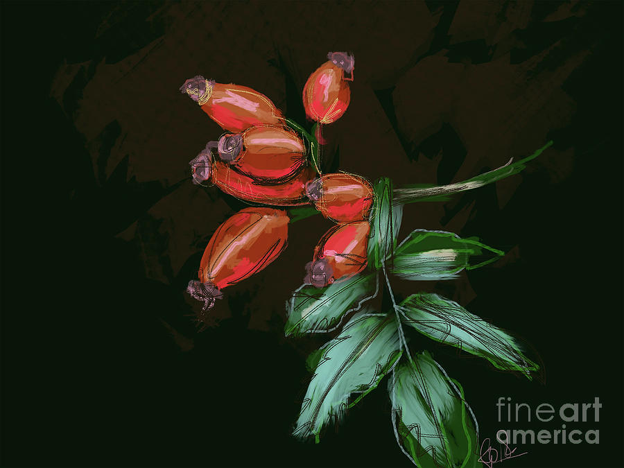 Rose hip by Go Van Kampen Rose hip by Go Van Kampen