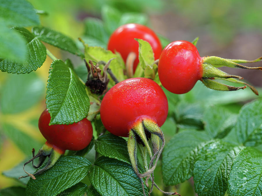 Rose Hips Photograph by Angie C - Fine Art America