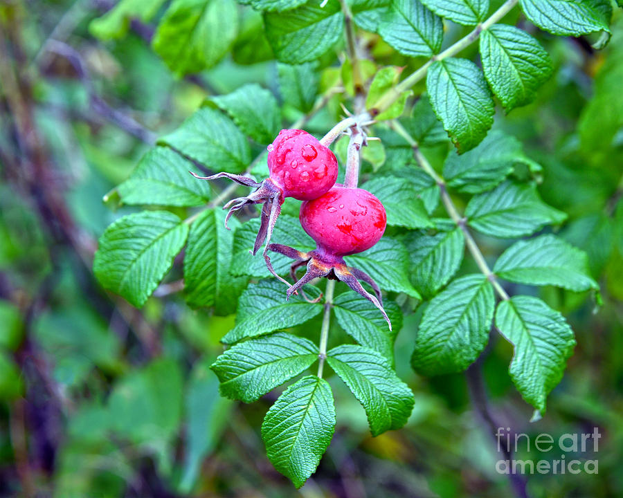 Rose Hips In Maine Photograph