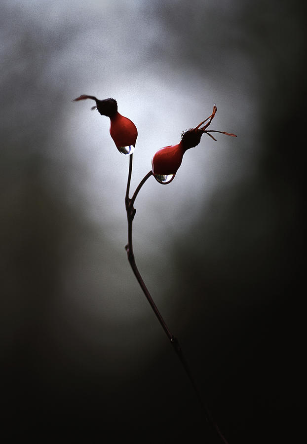Flower Photograph - Rose Hips by Thomas Haney
