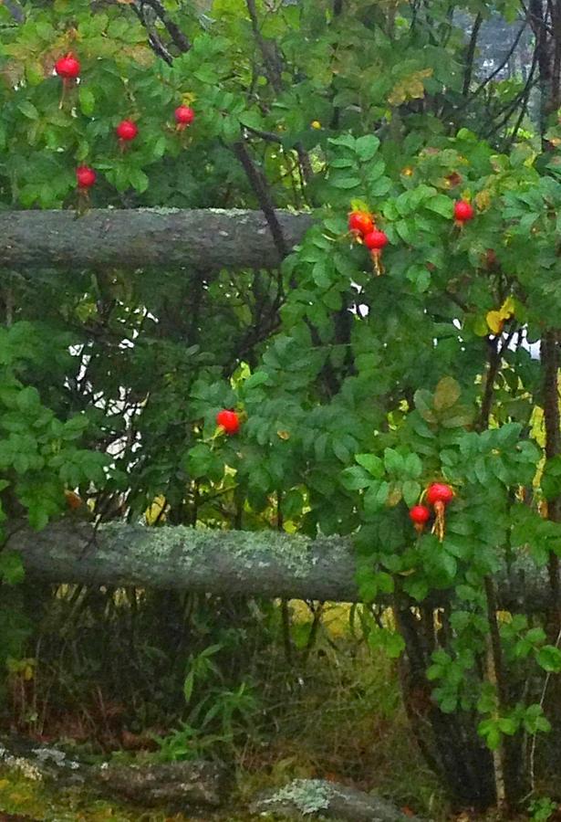 Rose Hips Too Photograph by Debra Grace Addison