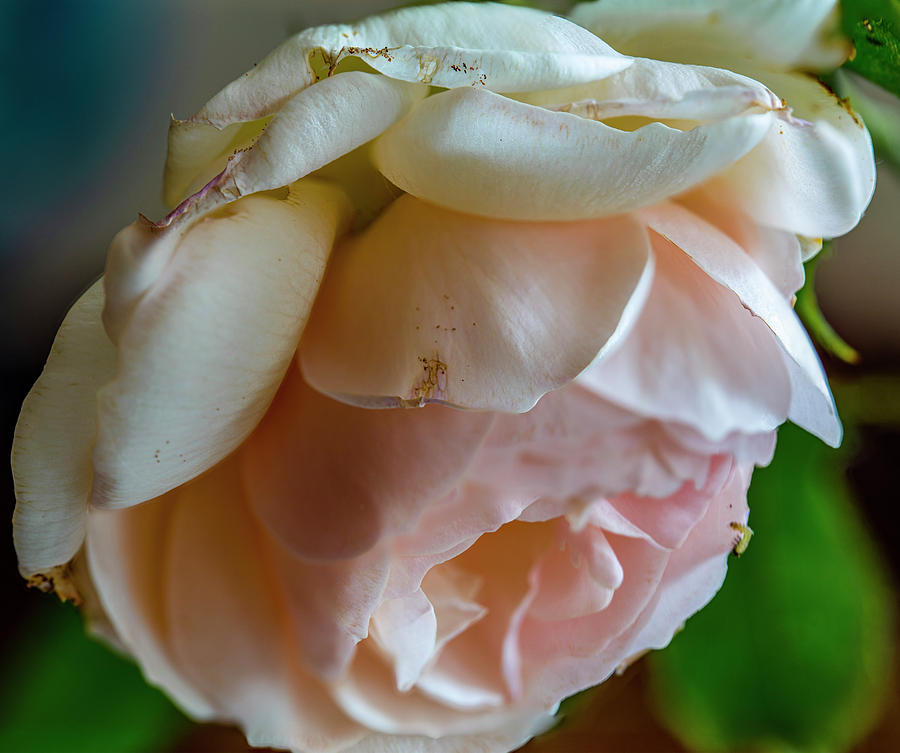 Rose #i0 Photograph by Leif Sohlman