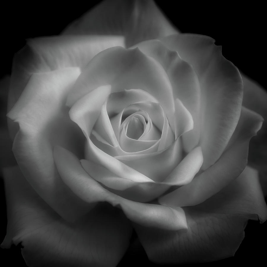 Rose in black and white Photograph by Alessandra RC