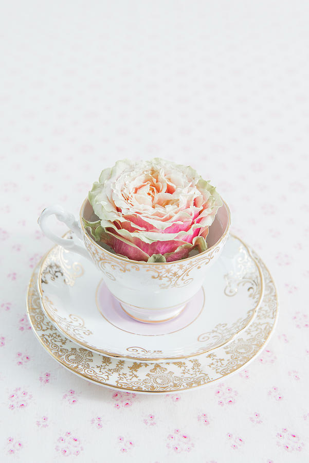 Rose In Collectors Teacup Photograph by Ruud Pos