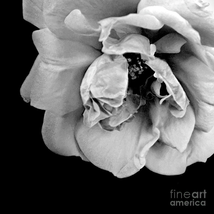 Rose in Gray Tone 2 Photograph by Dianne Morgado