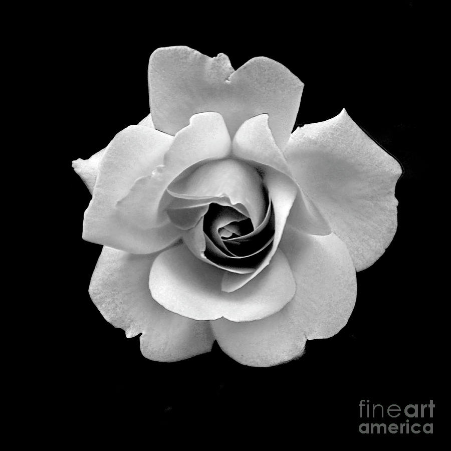 Rose in Gray Tone Photograph by Dianne Morgado