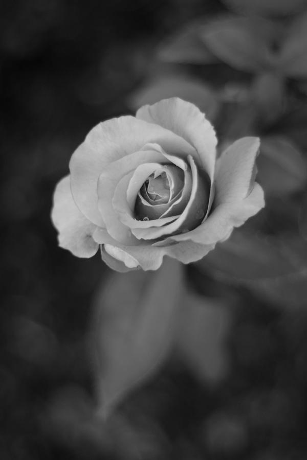 Rose in Grey #2 Photograph by Stephanie Hollingsworth