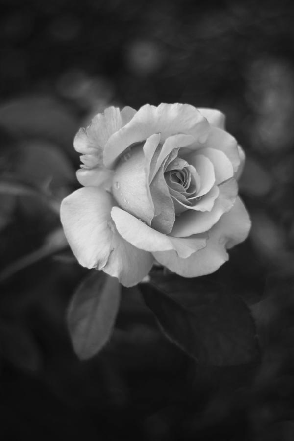 Rose in Grey #3 Photograph by Stephanie Hollingsworth