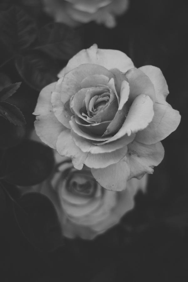 Rose in Grey Photograph by Stephanie Hollingsworth