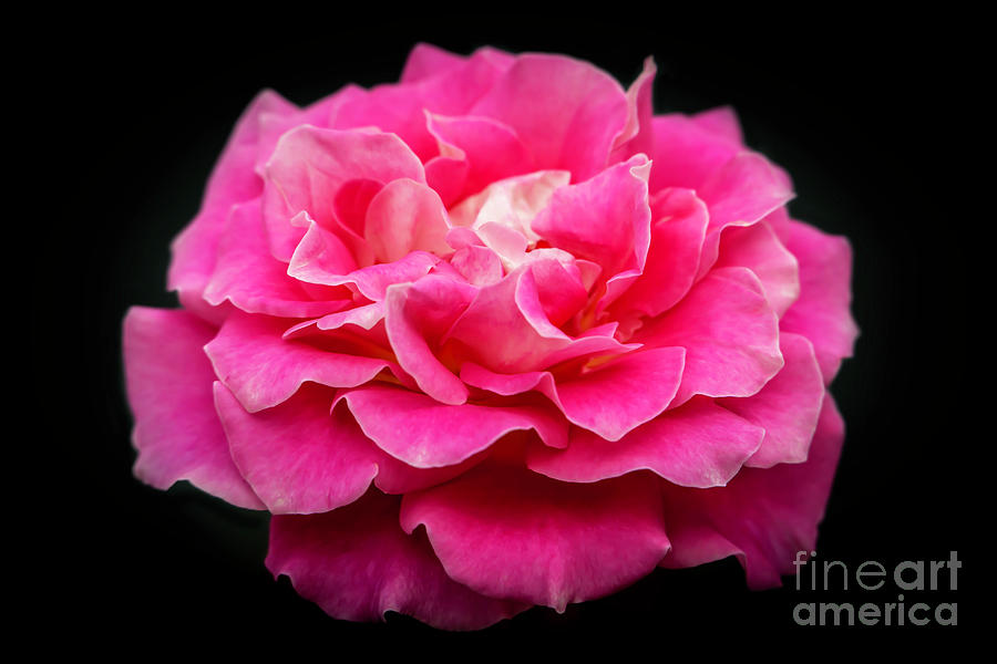 Spring Photograph - Rose in Pink by Sabrina L Ryan