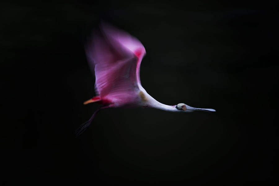 Bird Photograph - Rose In The Air by Phillip Chang