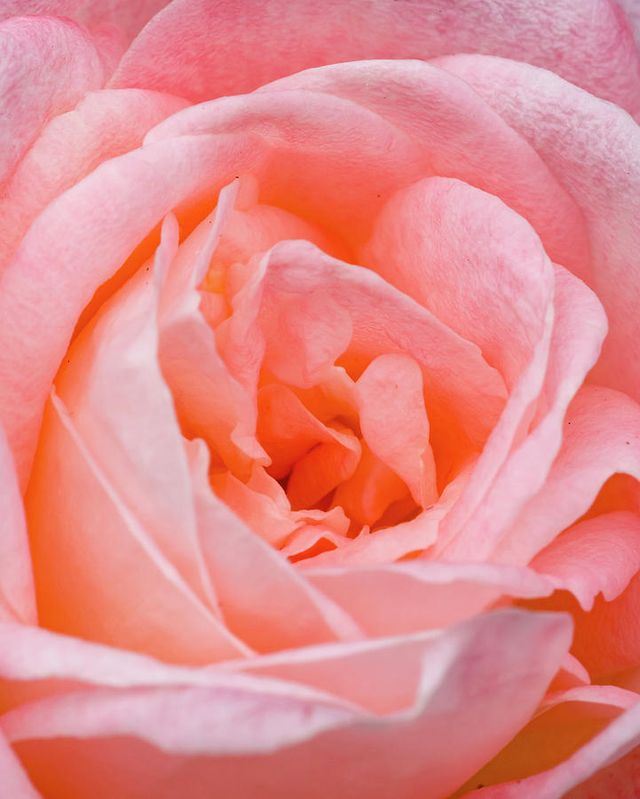 Portland Photograph - Rose, International Rose Test Garden by William Sutton