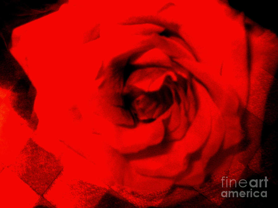 Rose, Italian Photograph by Unknown Pixels