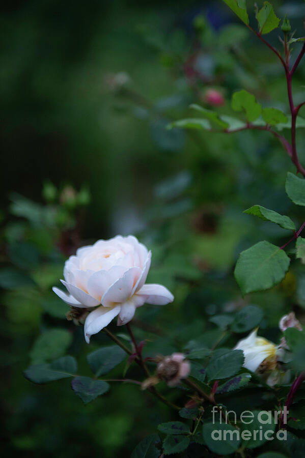 Rose by Jenny Potter Rose by Jenny Potter