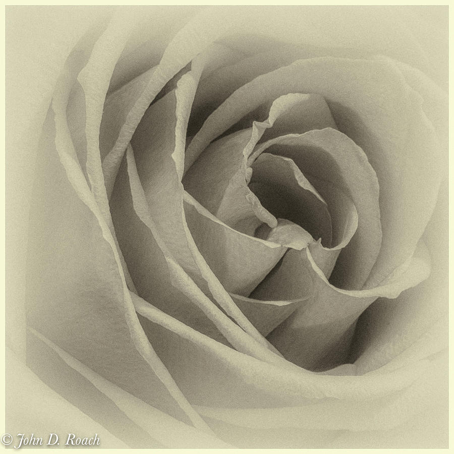 Rose Photograph by John Roach