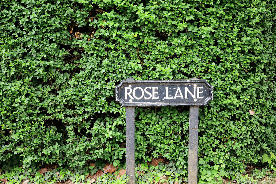 Rose Lane Photograph by Nicholas Blackwell