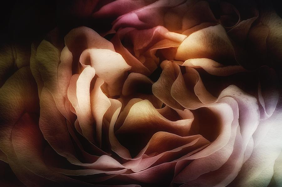 Rose Photograph by Ludmila Shumilova