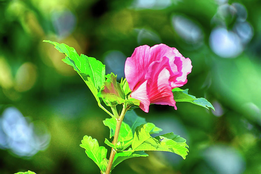 Rose Mallow in North Carolina Photograph by Rebecca Carr