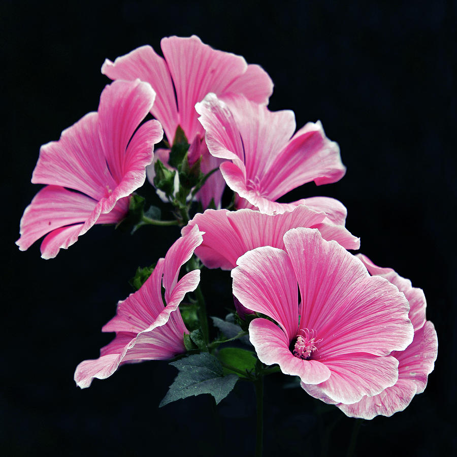 Black Background Photograph - Rose Mallow by Tanjica Perovic Photography