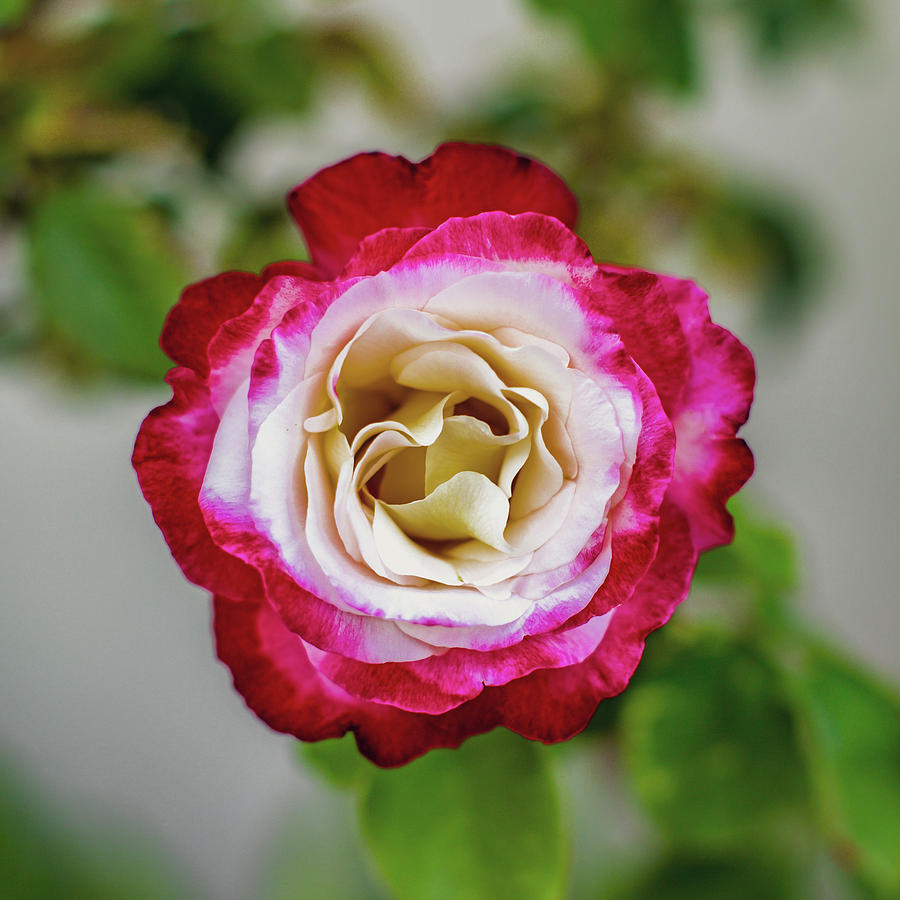 Rose Photograph by Matt Deifer