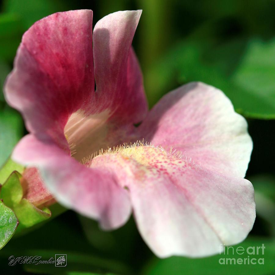 Rose Mimulus from the Magic Rainbow Mix Photograph by J McCombie