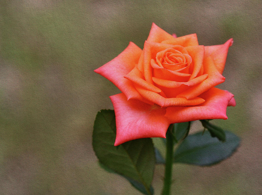 Rose Photograph by Nevena Uzurov