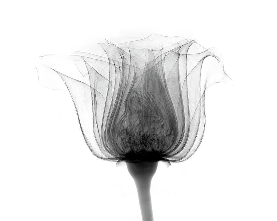 Rose ,noma X-ray Photograph by Bert Myers
