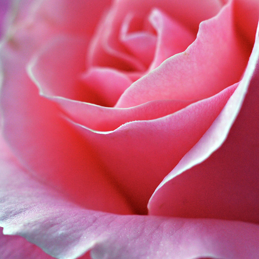 Rose of Glory Photograph by Michelle Wermuth