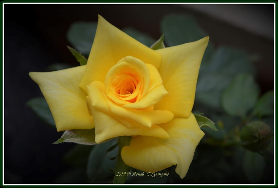 Rose Of Hope Photograph