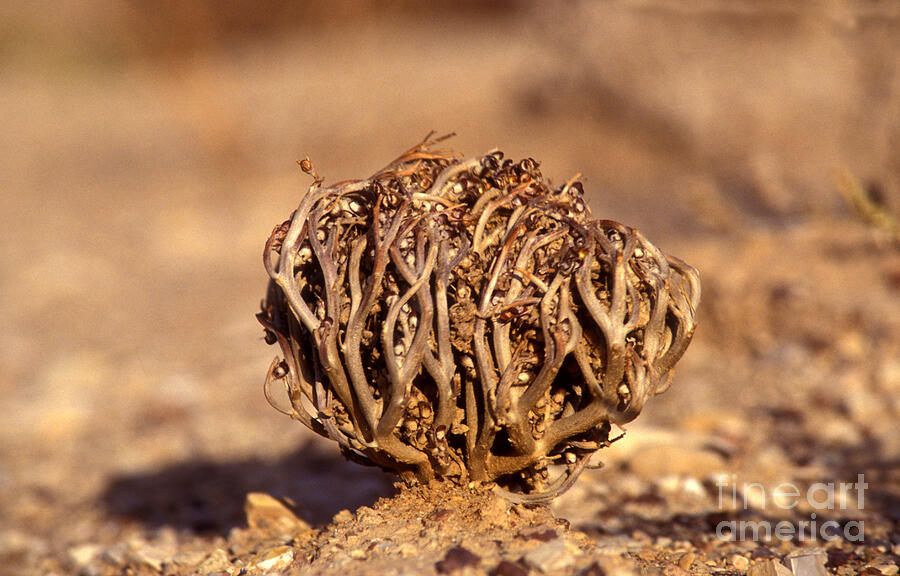 Rose Of Jericho (anastatica Hierochuntica) Photograph by Photostock-israel/science Photo Library Rose Of Jericho (anastatica Hierochuntica) Photograph by Photostock-israel/science Photo Library