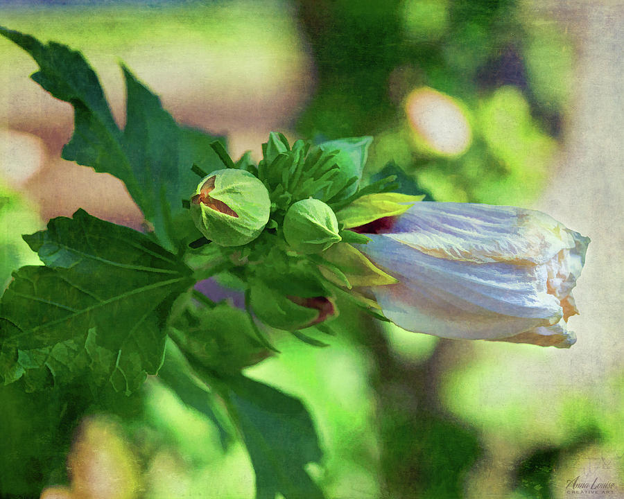 Rose of Sharon Bud Photograph by Anna Louise
